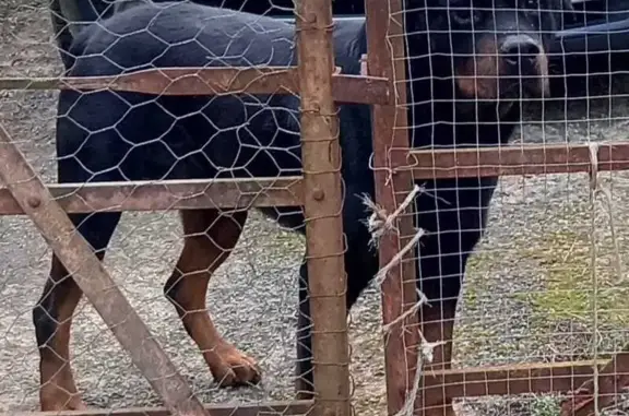 Rottweiler errant à Sougé-le-G. - photo