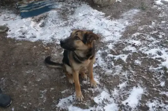 Знайдено: Розумний Дружелюбний Песик!