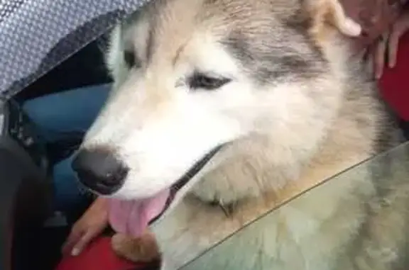 Husky Found Near Shed & Cilo - Call Now!