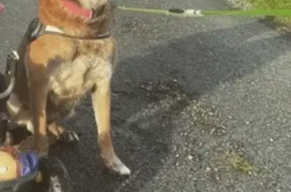 Chien perdu Moncontour, photo : Chien Berger malinois perdu