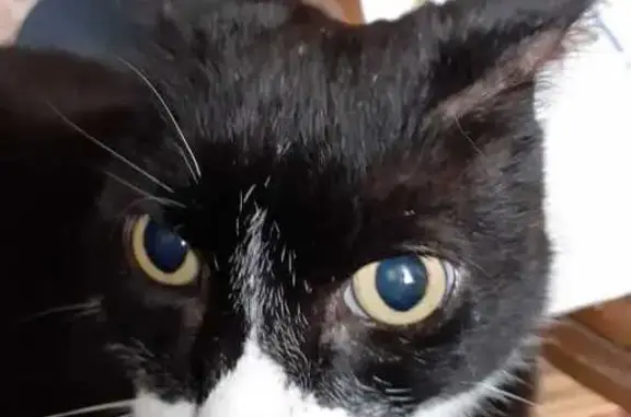 Animaux perdus , photo: Chat noir perdu à Brery - HTS 151