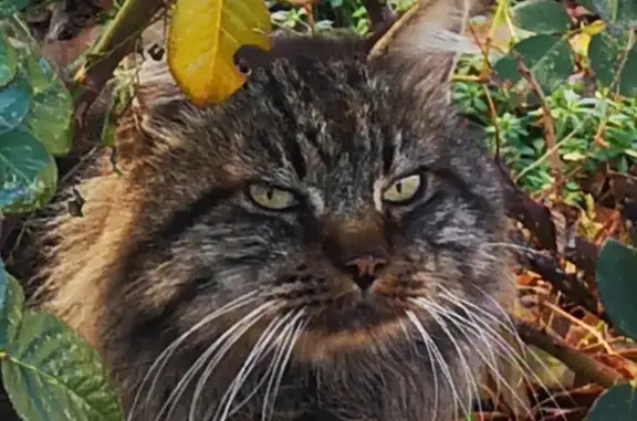 Chat orphelin cherche foyer - photo