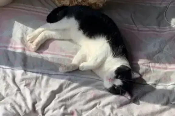 Animaux perdus Vatan, photo: Chat malade Roucky perdu - Vatan