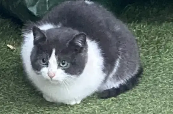 Chat trouvé Saint-Avé, photo: Chaton perdu à Saint-Avé