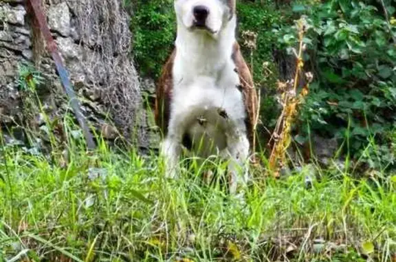 Chien perdu Cazilhac, photo : Chien Staff-Dogue perdu à Cazilhac