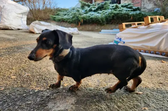Animaux trouvés , photo: Teckel perdu à Saint-Cyr retrouvé
