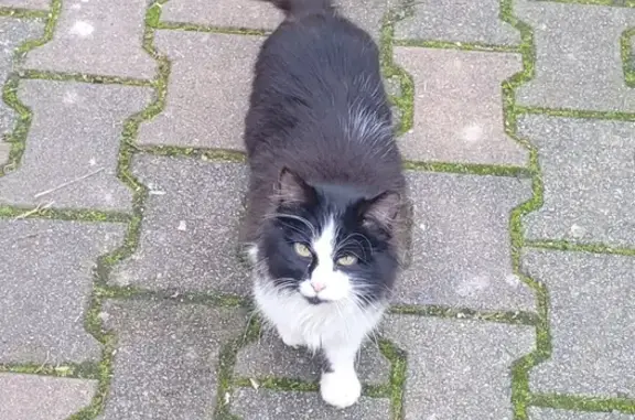 Chat noir et blanc doux trouvé - photo