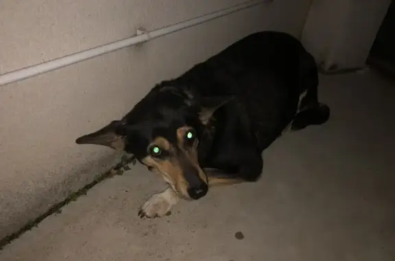 Chien peureux trouvé à La Peyrade - photo