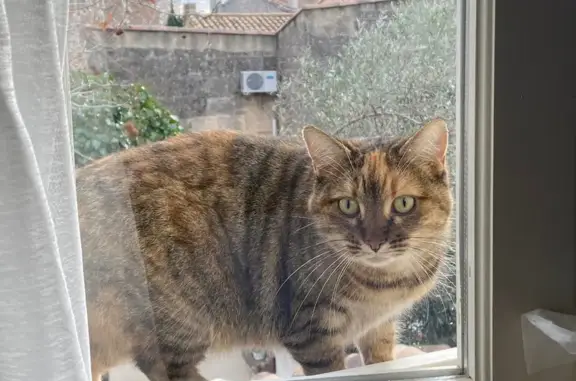Minette tigrée trouvée à Maussane - photo
