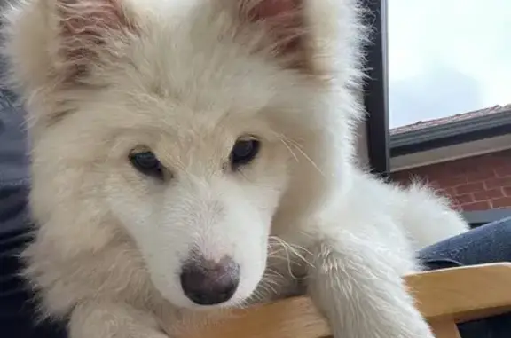 Lost White Puppy in Canterbury-Bankstown - Help!