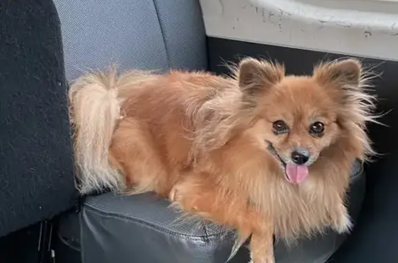 Lost Pomeranian-Chi Mix in Cairns - Help!