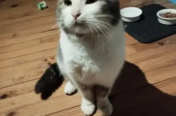 Chat perdu retrouvé à Tinchebray - photo