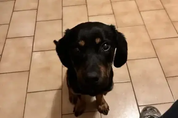 Chiot perdu retrouvé affamé - photo