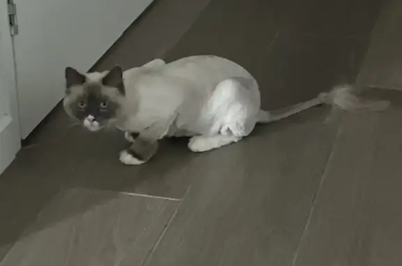 Lost Shaved Ragdoll Cat - Call Erica Now!