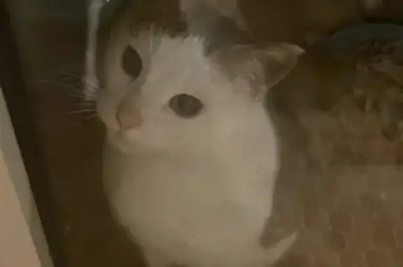 Chat retrouvé aux Pradettes - photo