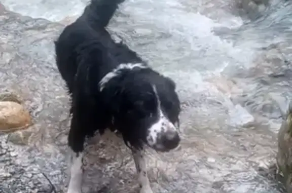 Animaux perdus , photo: Chien border collie perdu à Saorge