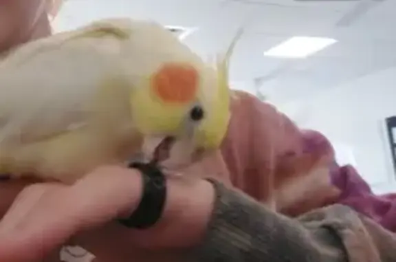 Missing! Chucky, Yellow-Headed Bird - Brisbane