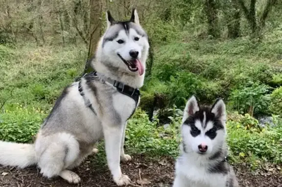 Chien perdu , photo : Husky Leïko perdu à Plouguerneau