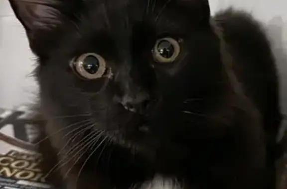 Chat perdu, Seysses, photo: Avis: Chat DARKUSS perdu, Seysses