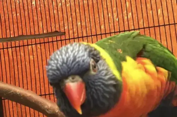 Lost Rainbow Lorikeet on Turton St, Brisbane!