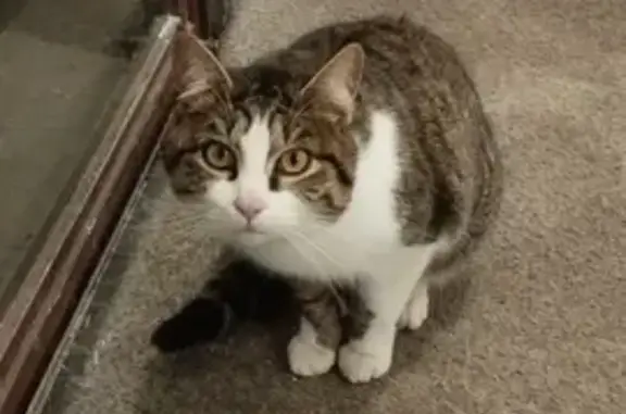 Chat trouvé Chaponost, photo: Chat tigré perdu trouvé à Chaponost