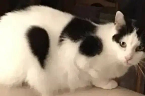 Lost Cat: Black & White, Chipped - Richmond St