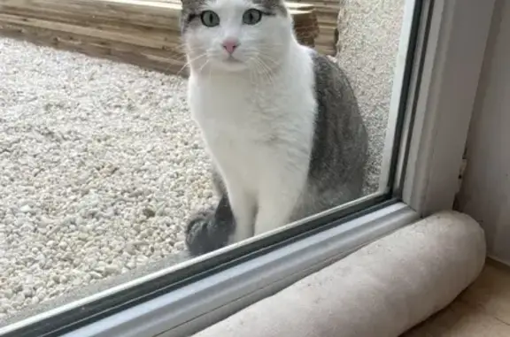 Animaux trouvés Nantes, photo: Chat blessé trouvé, Rue Jeanne