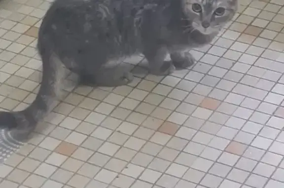 Chat gris-blanc trouvé à Lyon - photo