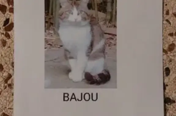Animaux perdus Baillargues, photo: Chat rondouillard perdu à Baillargues
