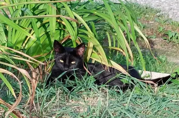 Animaux perdus , photo: Chat noir perdu à Camoël