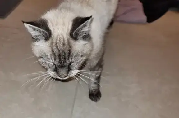 Chat siamois sauvé du froid - photo