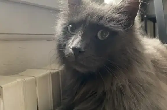 Chat gris aux yeux verts trouvé - photo