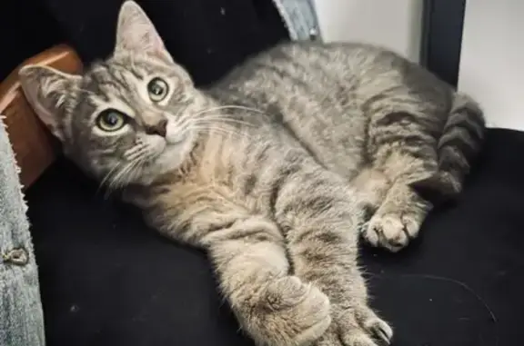 Animaux trouvés Bondy, photo: Chaton affectueux blessé trouvé