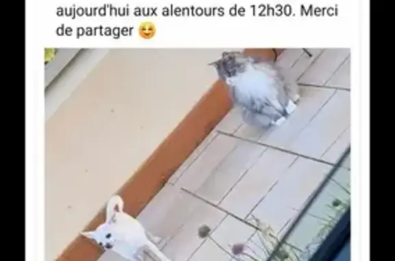 Animaux perdus Ballots, photo: Chihuahua blanc perdu à Ballots