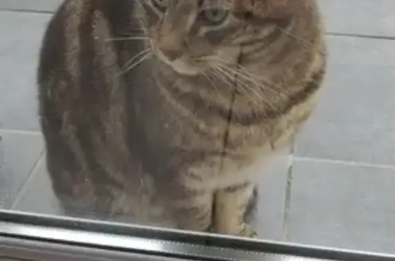 Chat tigré sociable trouvé à Aubrives - photo