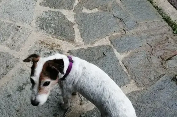 Animaux perdus , photo: Jack Russell 15 ans perdu - Vésubie