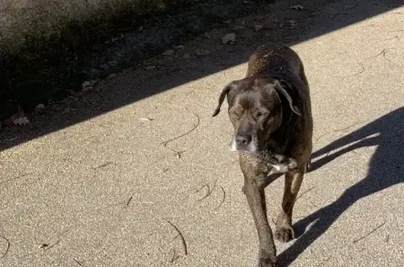 Animaux trouvés Foix, photo: Chien marron trouvé à Labarre