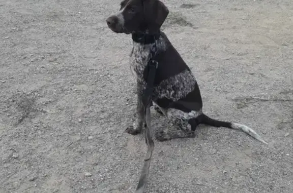 Animaux perdus Elne, photo: Chiot Braque Allemand Perdu