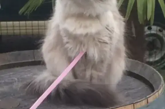 Chat perdu, Athis-Mons, photo: Chat craintif Jelena disparu