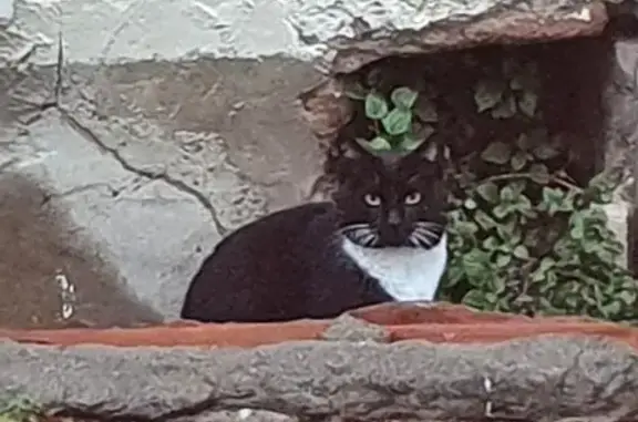 Chat noir et blanc perdu au Soler - photo