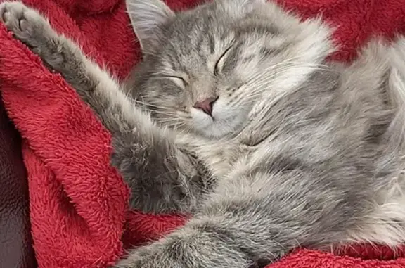 Animaux perdus Manosque, photo: Chat gris tigré perdu à Manosque
