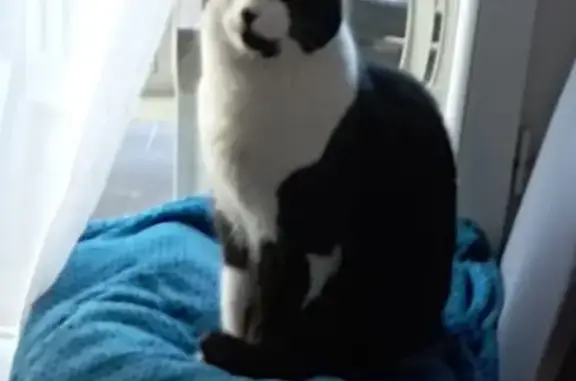 Animaux perdus , photo: Chat noir et blanc perdu à Rigarda