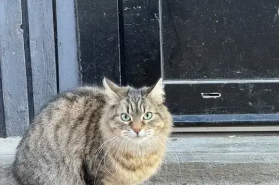 Chat tigré perdu rue Sere - photo