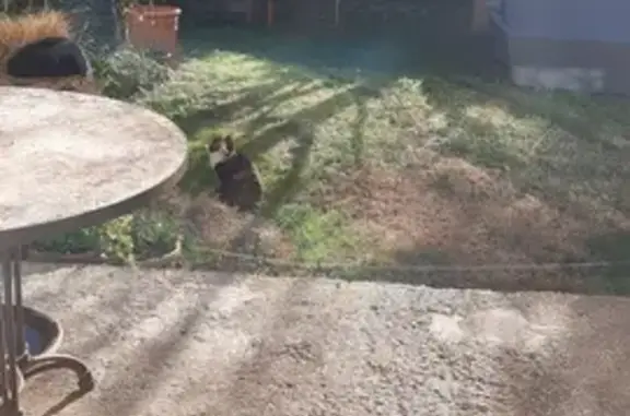 Chat écaille bicolore trouvé à Agde - photo