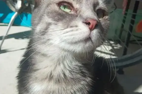 Animaux perdus Villeurbanne, photo: Chat tigré perdu, yeux crouteux