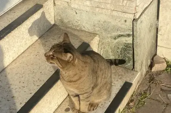 Chat tigré perdu à Strasbourg - photo
