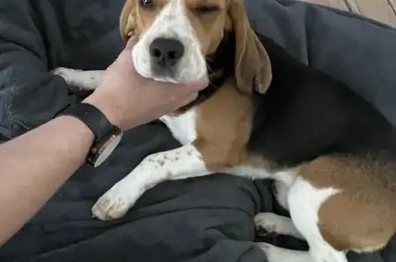 Chien perdu Carrières-sous-Poissy, photo : Beagle de 2 ans perdu près de Seine