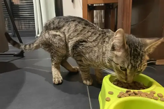 Chaton gris tigré trouvé à Saint-Maurice - photo