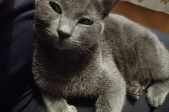 Chat perdu, Plancoët, photo: Chatte grise Chipie disparue