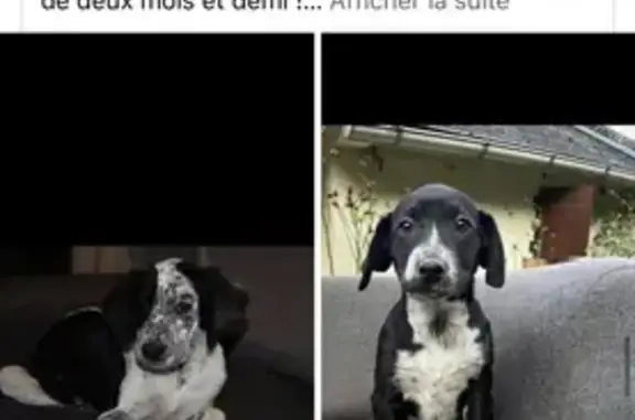 Chien perdu , photo : Chiots volés à Lannoy-Cuillère